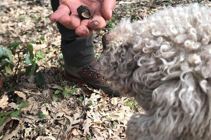 Truffle Hunting and Lunch Wine Tasting Experience at Cortecorbo
