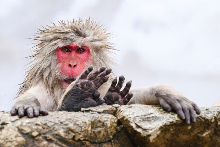 Nagano’s Snow Monkeys and Sake Tasting Day Tour