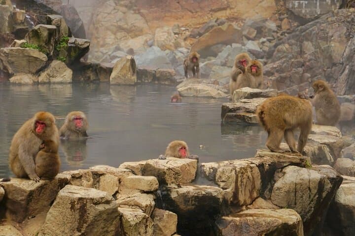 Nagano’s Snow Monkeys and Sake Tasting Day Tour