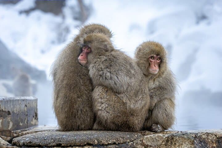 Nagano’s Snow Monkeys and Sake Tasting Day Tour