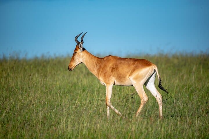 8 Days Magical and Unforgettable Kenya and Tanzania Combo