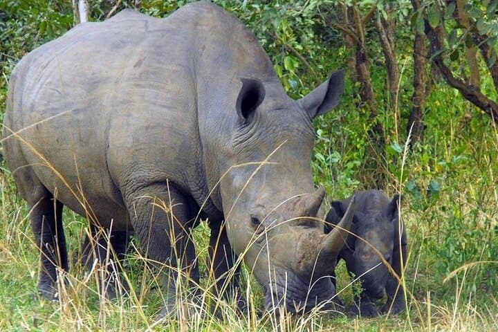 Nairobi National Park Safari (Half-Day) – Lions & Hotel Pickup