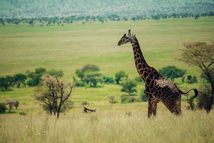 Two Days Private Mid Range Lodge Safari