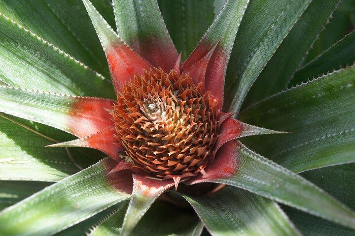 4x4 Tour – Culture, Crafts and Agritourism in Raiatea