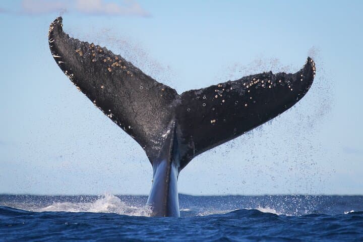 Whale Watching Sydney 2-Hour Express Cruise