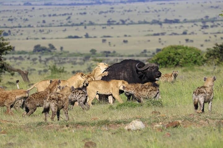 3 Days Masai Mara Safaris