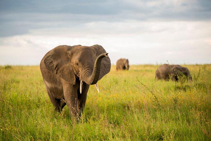 Tarangire National Park Private Tour Day Trip