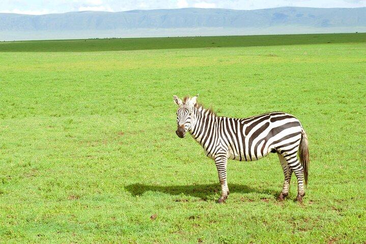 7-Day Luxury All-Inclusive Tanzania Great Migration Safari