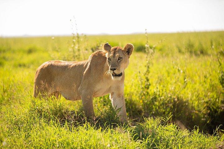 Tarangire National Park Private Tour Day Trip