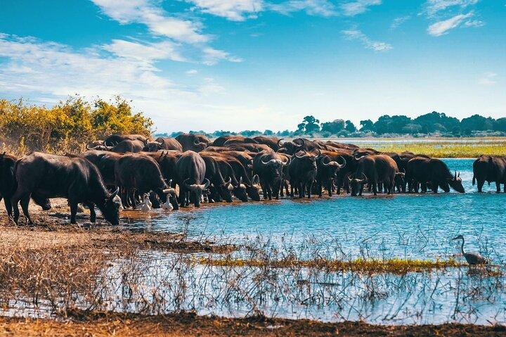Arusha Lake Manyara Private 5-Day Tour