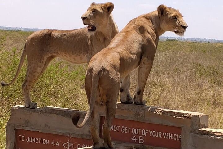 Game Drive at Nairobi National Park