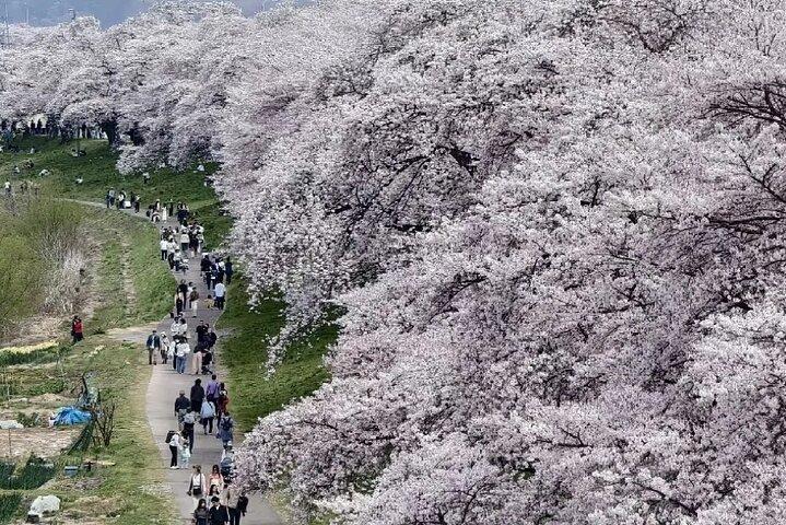 Kyoto City Cherry Blossom Private Sightseeing Tour
