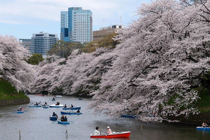Tokyo City Cherry Blossom Private Sightseeing Tour