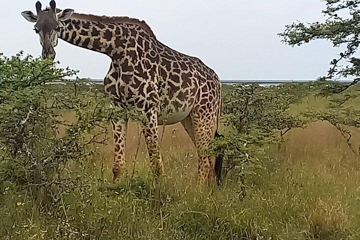Nairobi National Park Guided Game Drive Wildlife Experience