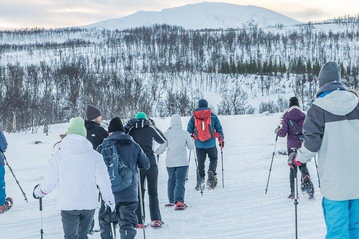 Tromso: Reindeer Feeding and Snowshoeing Tour with Lunch