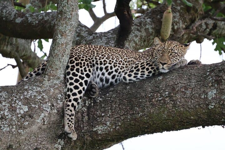 3 Days PRIVATE Maasai Mara Family/ Couple/ Honeymoon Adventure