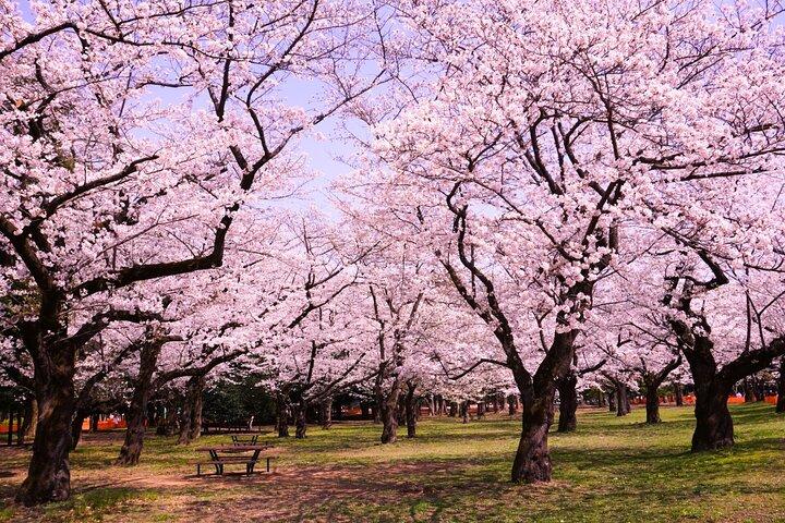 Cherry Blossom Season Tokyo Sakura Picnic