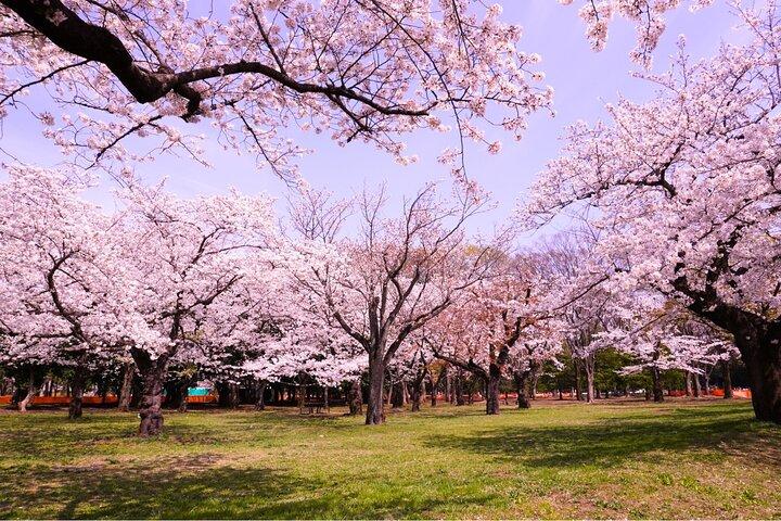 Cherry Blossom Season Tokyo Sakura Picnic