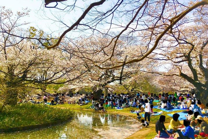 Cherry Blossom Season Tokyo Sakura Picnic