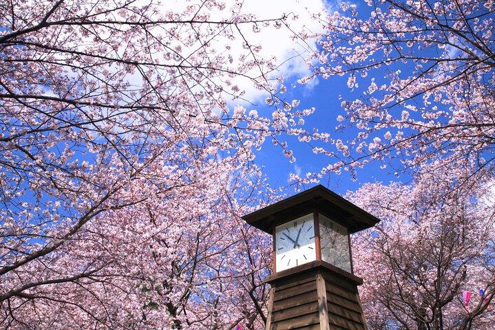 Cherry Blossom Season Tokyo Sakura Picnic