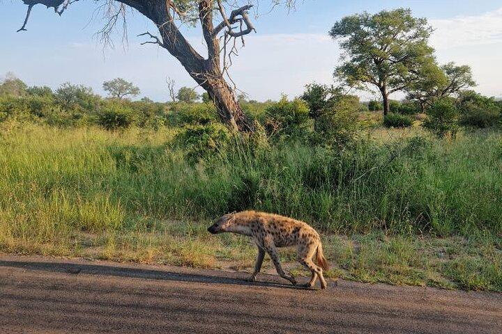 Full Day Kruger Safari from Maputo Open Backed Safari Vehicle
