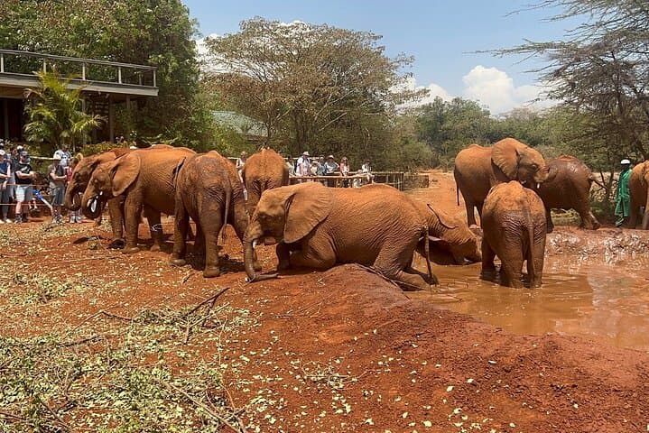Nairobi National Park, Baby Elephant Orphanage and Giraffe Centre