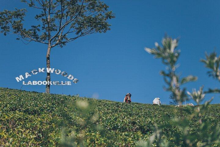 Ella Day Tour with Tea Factory All Inclusive Tour from Hambantota
