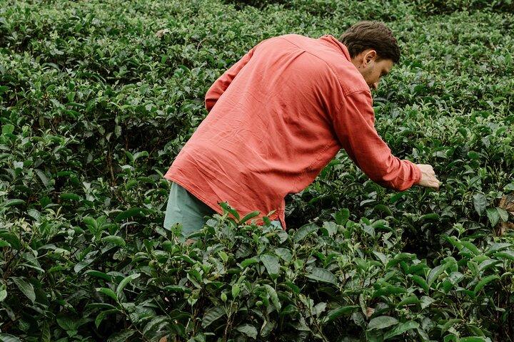 Ella Day Tour with Tea Factory All Inclusive Tour from Hambantota