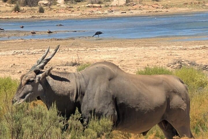 Sunset Aquila Private Game Reserve Big 5 Safari with Snacks
