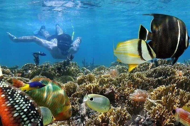 Mnemba Island Marine Safari Snorkeling and Dolphin Watching