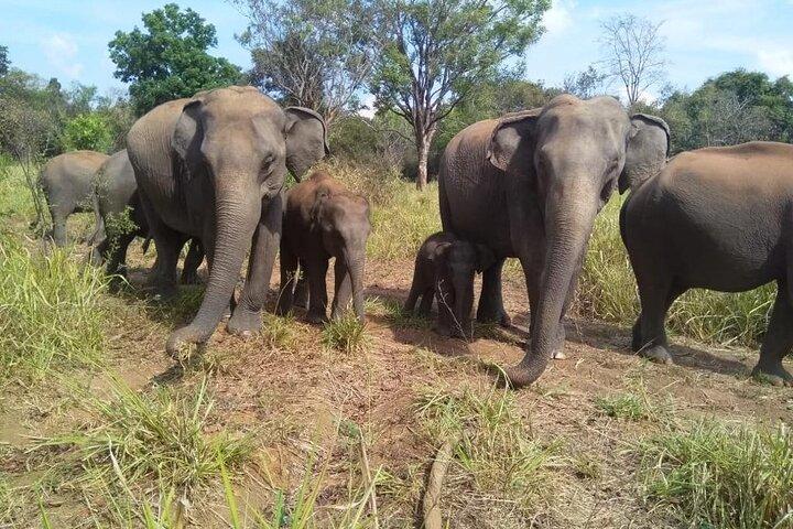 Minneriya Jeep Safari with Shopping Tour from Trincomalee