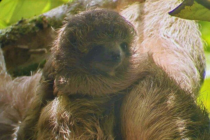 Private Rainforest Tour: Sloths, Hanging Bridges & Coffee