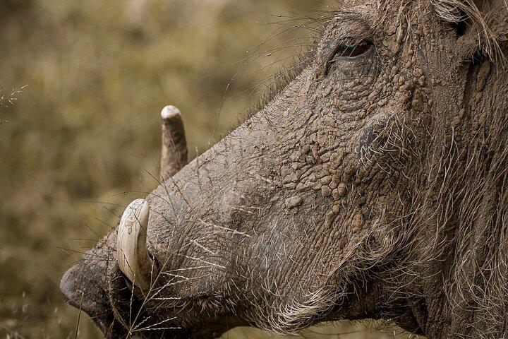 Two Days Private Mid Range Lodge Safari