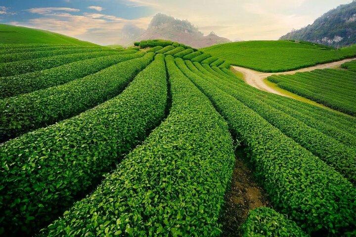 Da Lat Early Morning Cloud Hunting and Sunrise Tour 4:00–10:00 AM