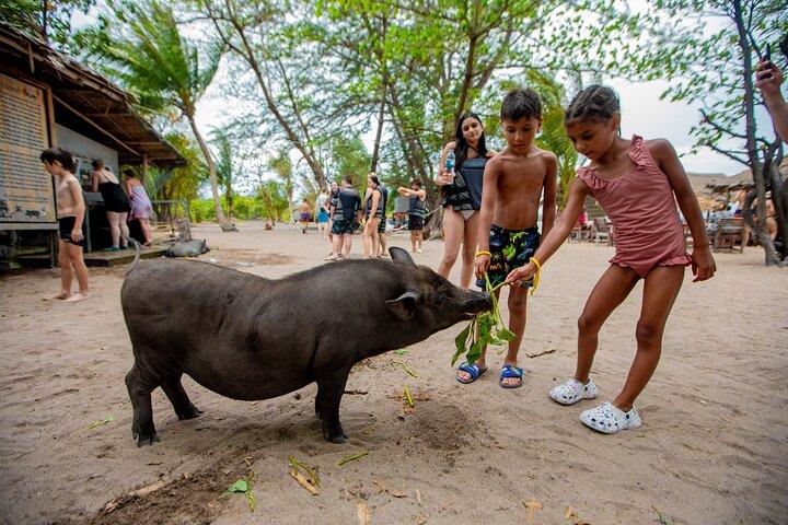 Pink Dolphin and Pig Island Snorkeling Tour from Koh Samui