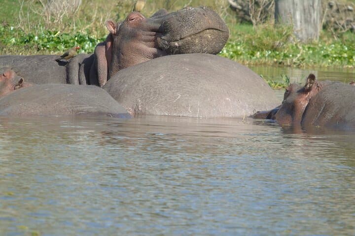 2 Days 1 Night Lake Nakuru National Park & Lake Naivasha Safari