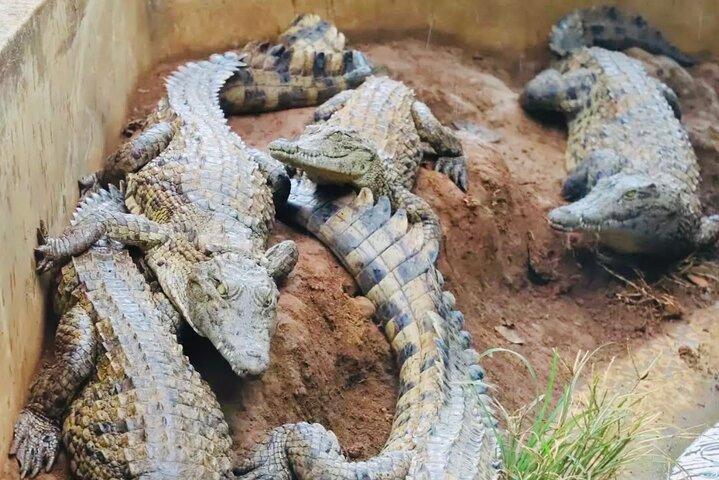 South Mauritius: Crocodile Park, 7-Coloured Earth and Lunch