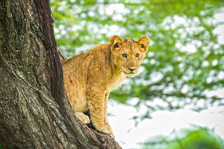 4 Days Private Mid Range Safari