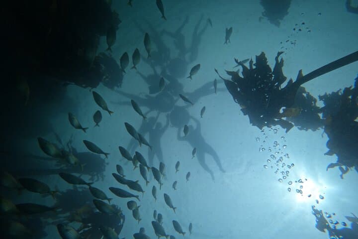 Privately Guided Snorkelling the African Sea Forest, Simonstown