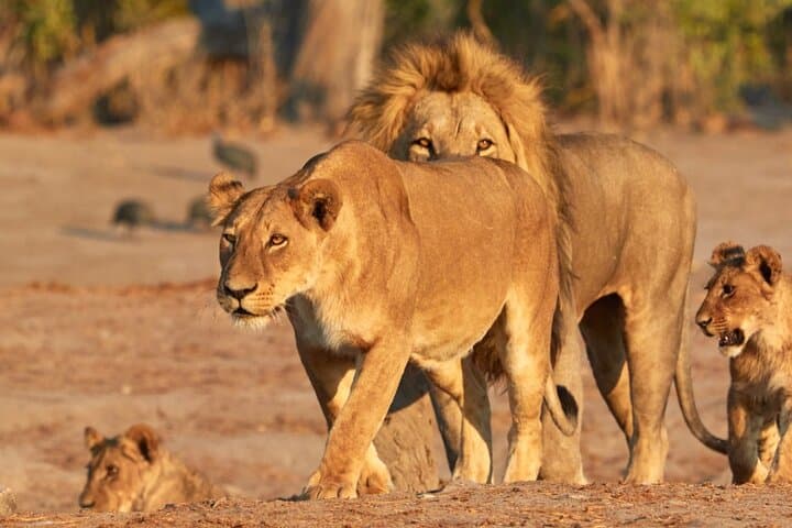 6 Days Tour in Amboseli, L. Nakuru and Masai Mara