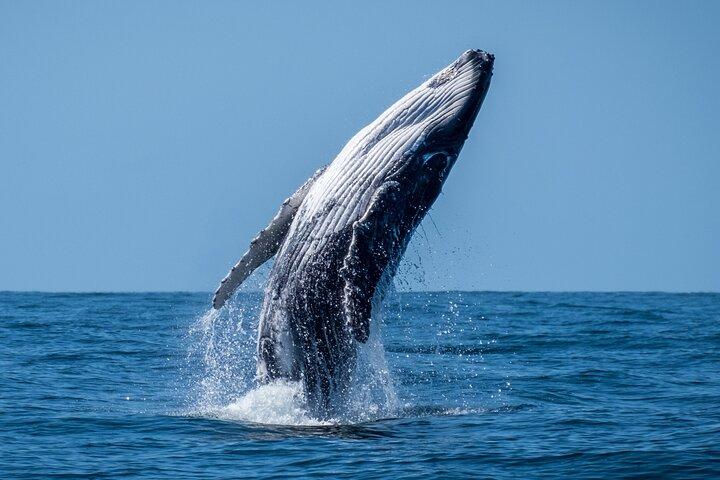 Whale Watching Moorea