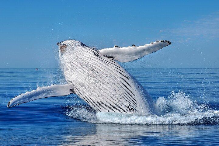 Whale Watching Moorea