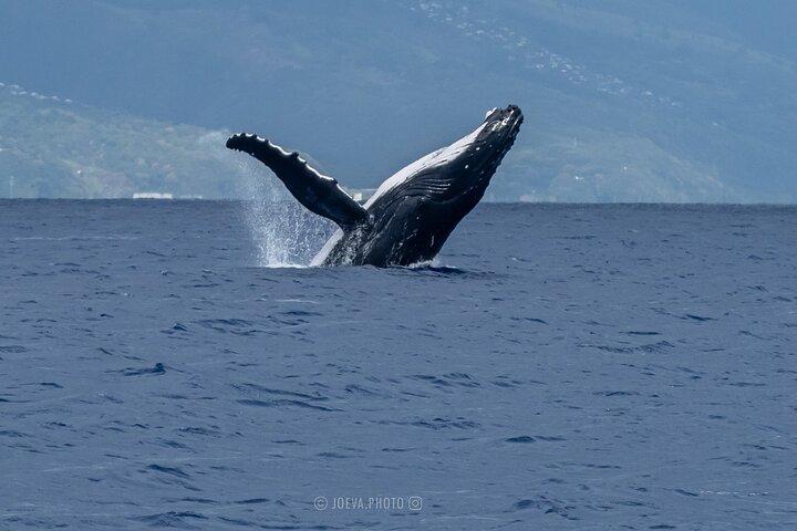 Whale Watching Moorea
