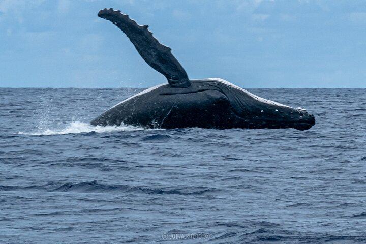 Whale Watching Moorea