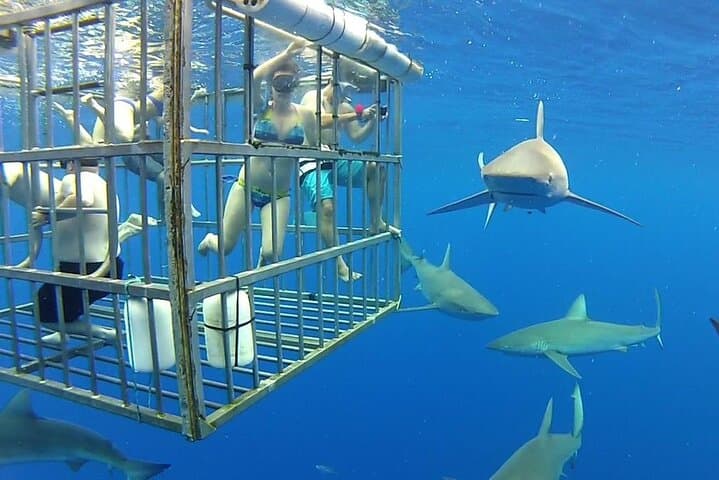 Gansbaai Private Shark Dive Experience
