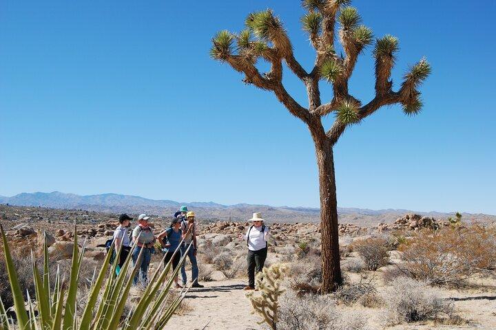 Joshua Tree Natural Wonders Walk: Plants, Animals and Rocks