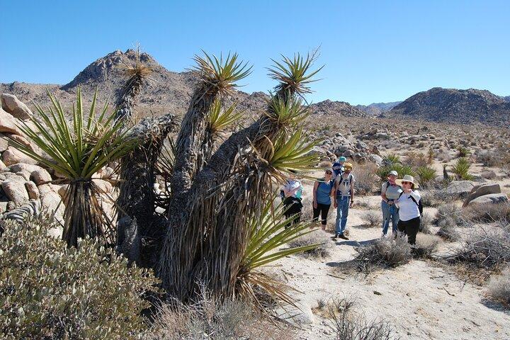 Joshua Tree Natural Wonders Walk: Plants, Animals and Rocks