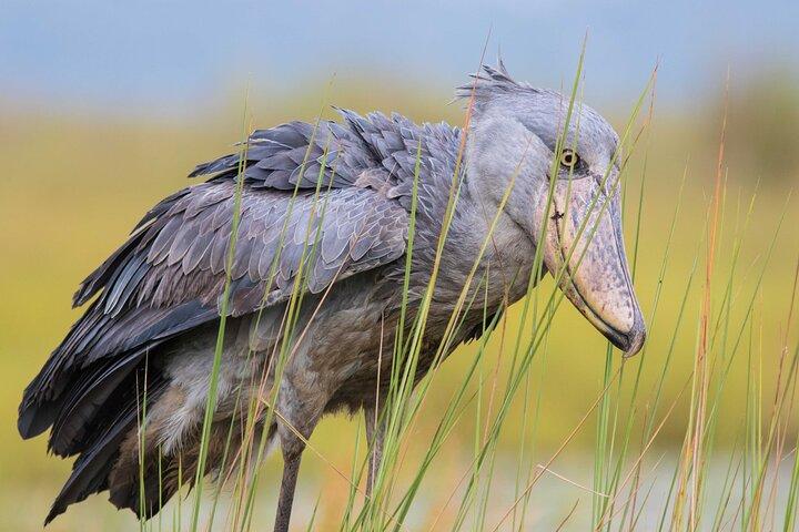 1 Day Best of Mabamba Shoebill Bird Watching Tour in Entebbe