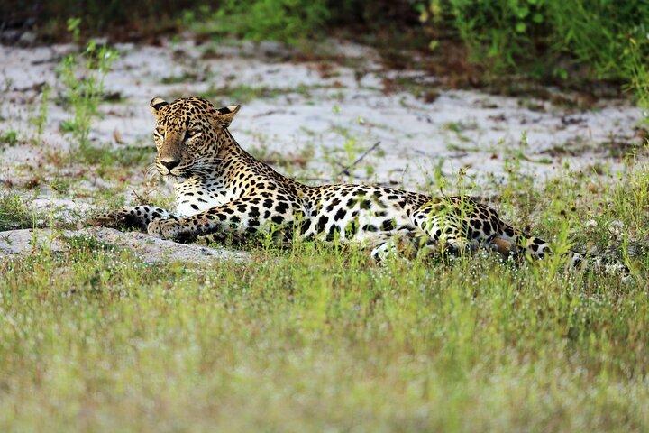 Wilpattu National Park | Private Safari