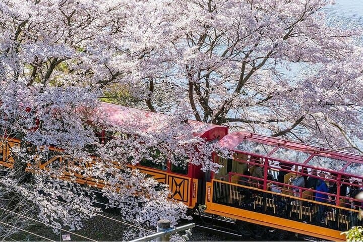 Arashiyama Sagano Romantic Train,Fushimi Inari Taisha & Nara Park